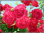 foto Rose